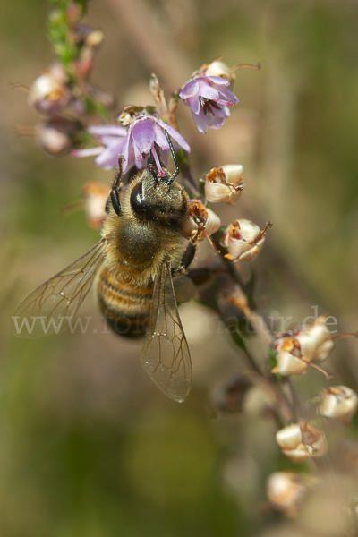 Westliche Honigbiene (Apis mellifera)