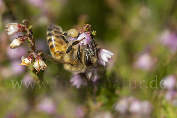 Westliche Honigbiene (Apis mellifera)