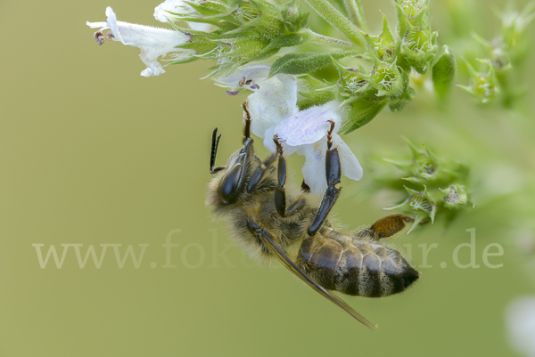 Westliche Honigbiene (Apis mellifera)