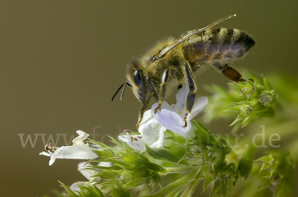 Westliche Honigbiene (Apis mellifera)