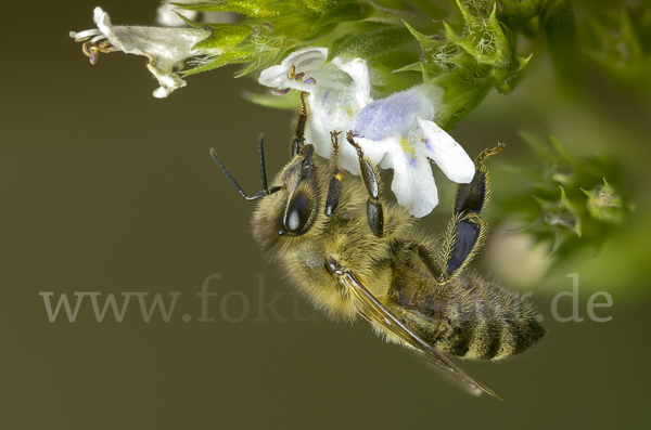 Westliche Honigbiene (Apis mellifera)