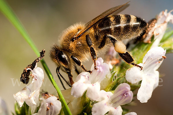 Westliche Honigbiene (Apis mellifera)