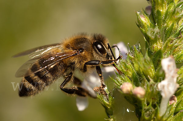 Westliche Honigbiene (Apis mellifera)