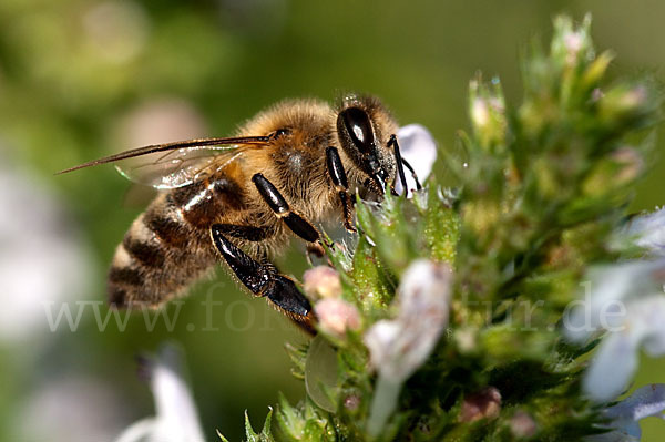 Westliche Honigbiene (Apis mellifera)