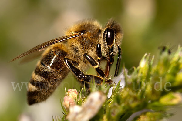 Westliche Honigbiene (Apis mellifera)