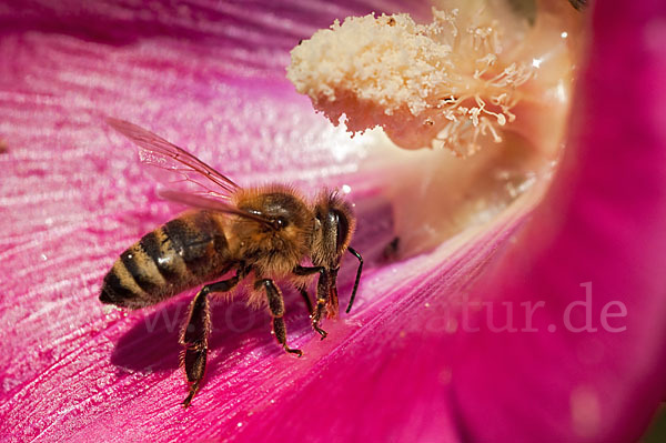 Westliche Honigbiene (Apis mellifera)