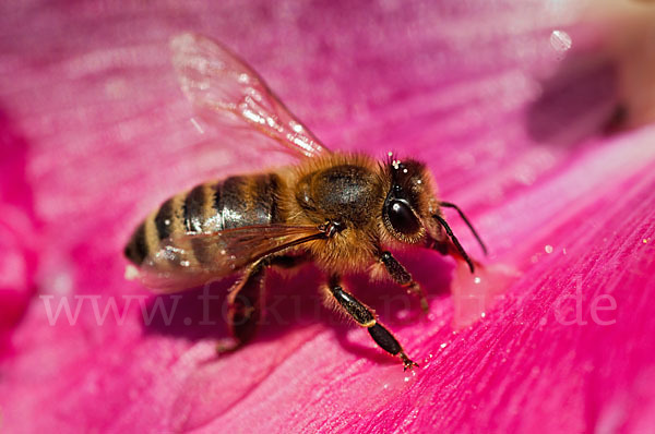 Westliche Honigbiene (Apis mellifera)