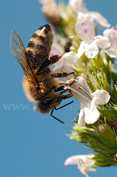 Westliche Honigbiene (Apis mellifera)