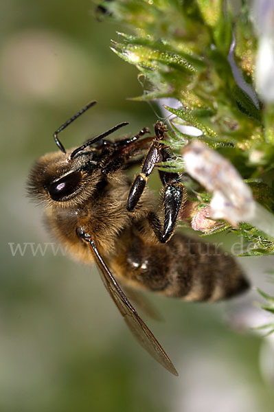 Westliche Honigbiene (Apis mellifera)