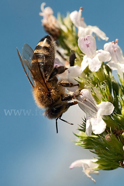 Westliche Honigbiene (Apis mellifera)