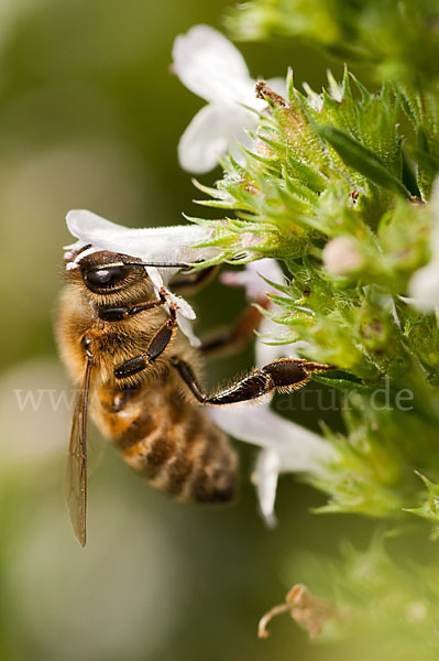 Westliche Honigbiene (Apis mellifera)