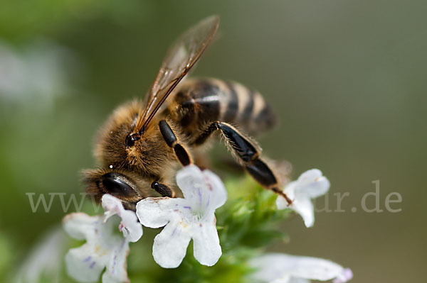 Westliche Honigbiene (Apis mellifera)