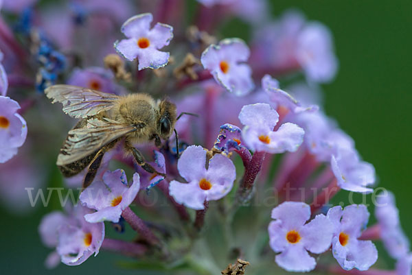 Westliche Honigbiene (Apis mellifera)