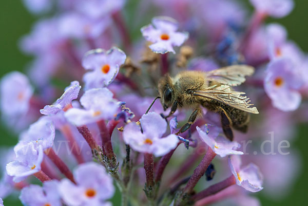 Westliche Honigbiene (Apis mellifera)