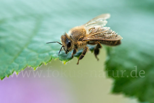 Westliche Honigbiene (Apis mellifera)