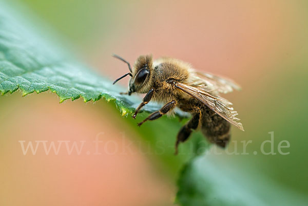 Westliche Honigbiene (Apis mellifera)