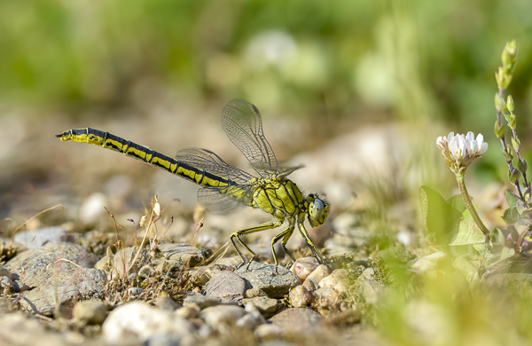 Westliche Keiljungfer (Gomphus pulchellus)