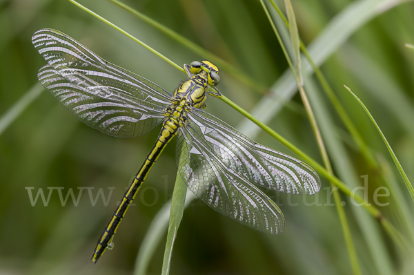 Westliche Keiljungfer (Gomphus pulchellus)