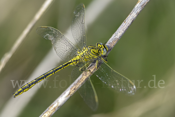 Westliche Keiljungfer (Gomphus pulchellus)