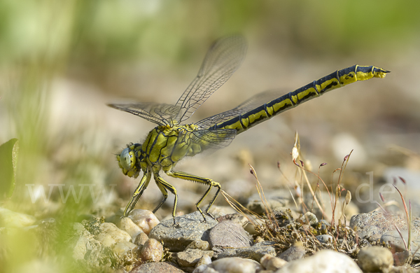 Westliche Keiljungfer (Gomphus pulchellus)