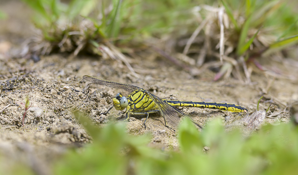 Westliche Keiljungfer (Gomphus pulchellus)