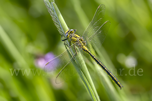 Westliche Keiljungfer (Gomphus pulchellus)