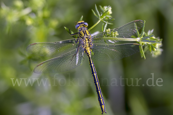 Westliche Keiljungfer (Gomphus pulchellus)