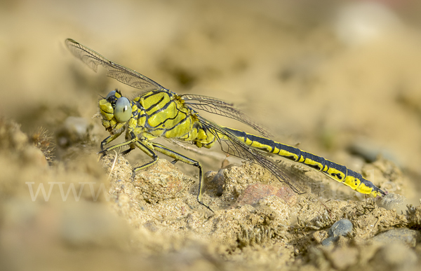 Westliche Keiljungfer (Gomphus pulchellus)