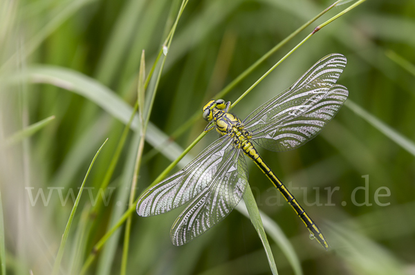 Westliche Keiljungfer (Gomphus pulchellus)