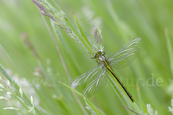 Westliche Keiljungfer (Gomphus pulchellus)