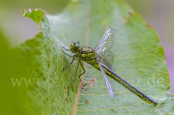 Westliche Keiljungfer (Gomphus pulchellus)