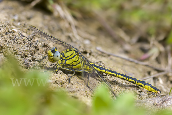 Westliche Keiljungfer (Gomphus pulchellus)