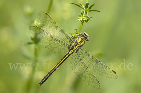 Westliche Keiljungfer (Gomphus pulchellus)