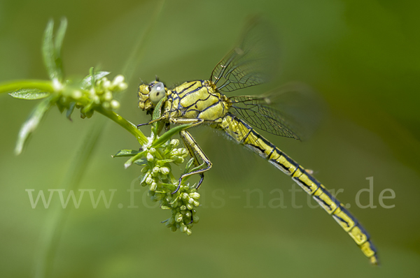 Westliche Keiljungfer (Gomphus pulchellus)