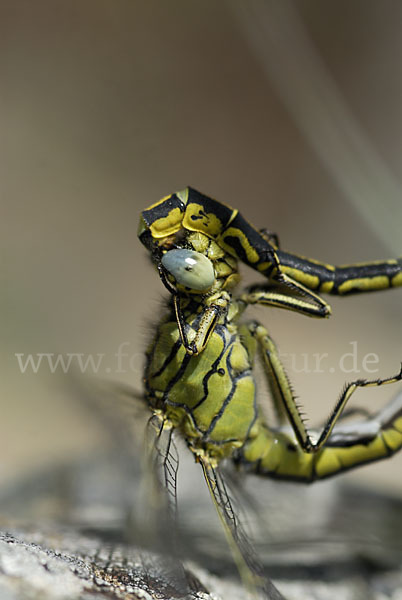 Westliche Keiljungfer (Gomphus pulchellus)