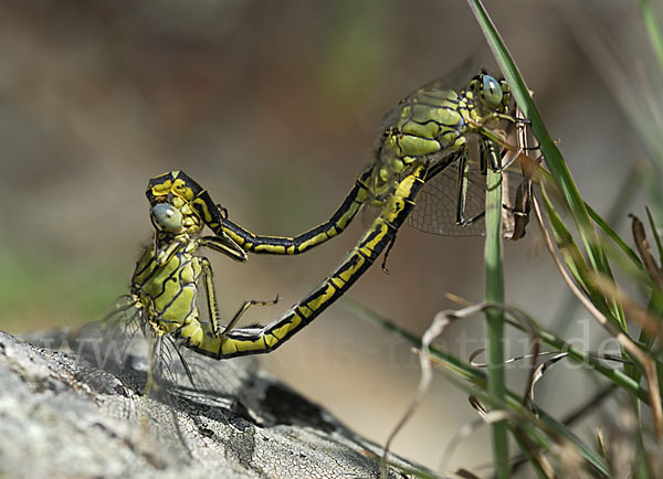 Westliche Keiljungfer (Gomphus pulchellus)