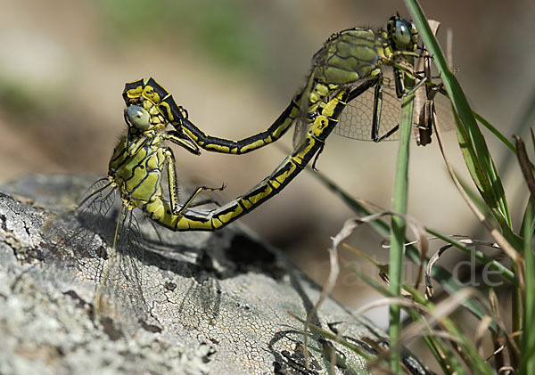 Westliche Keiljungfer (Gomphus pulchellus)