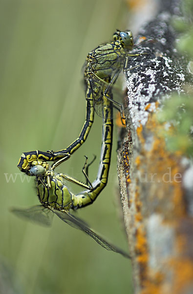 Westliche Keiljungfer (Gomphus pulchellus)