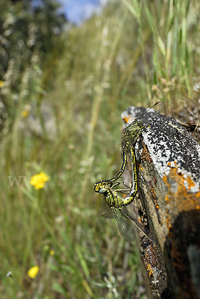 Westliche Keiljungfer (Gomphus pulchellus)