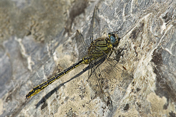 Westliche Keiljungfer (Gomphus pulchellus)