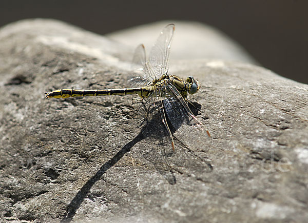 Westliche Keiljungfer (Gomphus pulchellus)