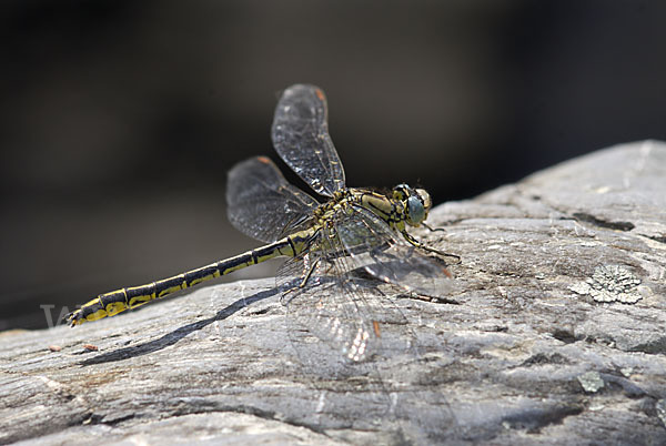 Westliche Keiljungfer (Gomphus pulchellus)