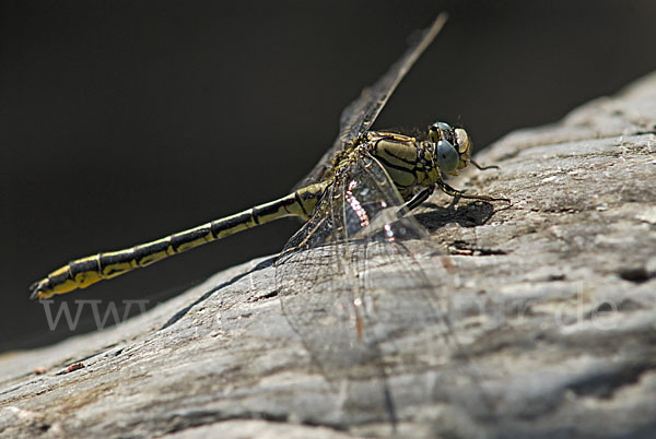 Westliche Keiljungfer (Gomphus pulchellus)