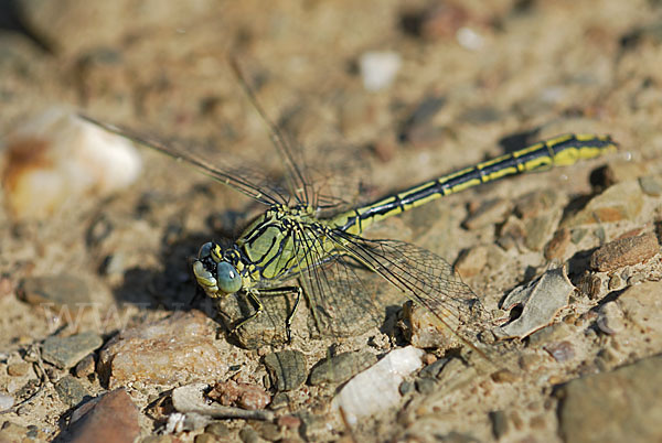 Westliche Keiljungfer (Gomphus pulchellus)