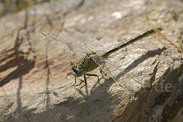 Westliche Keiljungfer (Gomphus pulchellus)