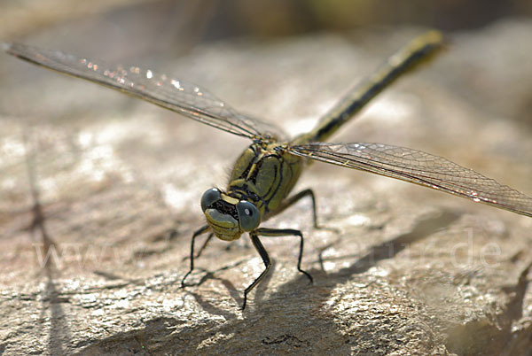 Westliche Keiljungfer (Gomphus pulchellus)