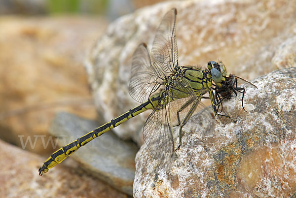 Westliche Keiljungfer (Gomphus pulchellus)