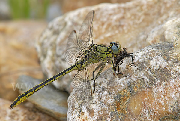 Westliche Keiljungfer (Gomphus pulchellus)