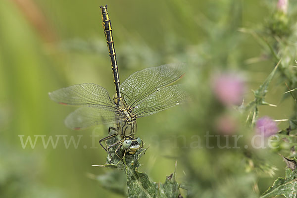 Westliche Keiljungfer (Gomphus pulchellus)