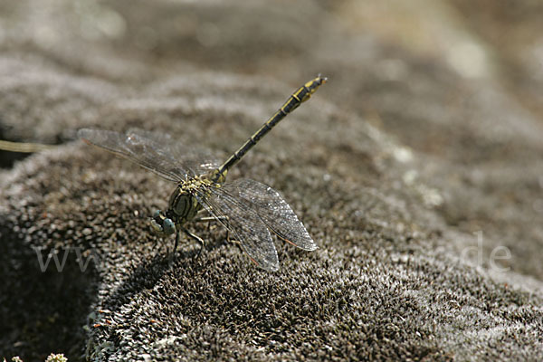 Westliche Keiljungfer (Gomphus pulchellus)